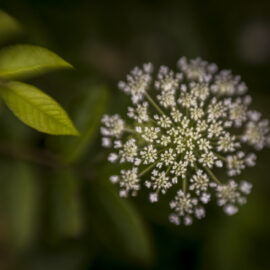 Waters of Yes 060115-109-2